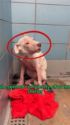 With patience, so many of them open up in the most beautiful ways. 🧡#rescuedog#volunteer #houston