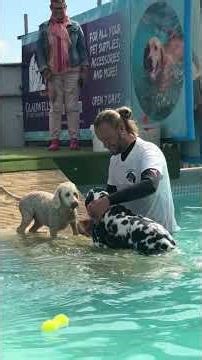 Dalmatian Buddy & cockapoo Wilma had a lovely swim 🐾🇬🇧💕💦