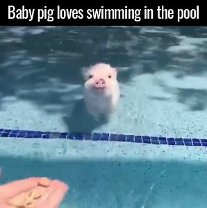 Tag someone to make their day 😄🐷 | UNILAD