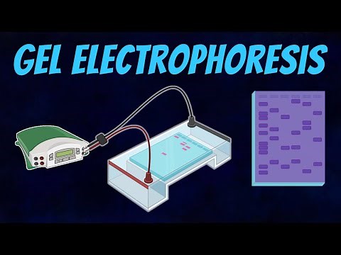 Gel Electrophoresis of DNA