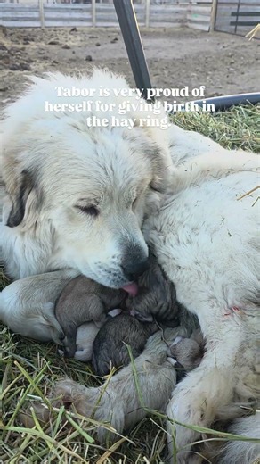 8 weeks ago, our Great Pyrenees had her puppies in the hay feeder and has raised them with our flock