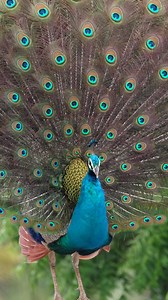 Peacock | 𝐍𝐚𝐭𝐮𝐫𝐞 𝐏𝐡𝐨𝐭𝐨𝐬 𝐁𝐨𝐨𝐤