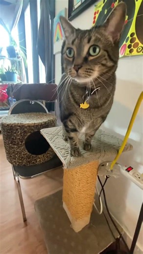 Kai Wisdom: Awaken the Whiskered Warrior Within! 😼 | Cliché Cat