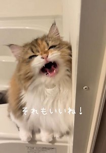 ヌシ、あそぼー！ こちゃんが帰ってきた【猫のいる暮らし】