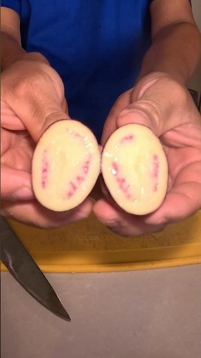 Hybrid or Ancestral? The Mystery of the Leona Potato 🇪🇨 #potatoes #tubers #leona
