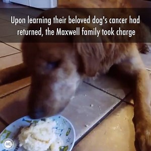 Meet Everybody Loves Maverick: The Golden Retriever that even cancer can't slow down. Read Mavericks full story: http://bit.ly/2ff7n7u | American Kennel Club