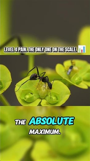 This ant's sting feels like being shot by a bullet 🐜😱