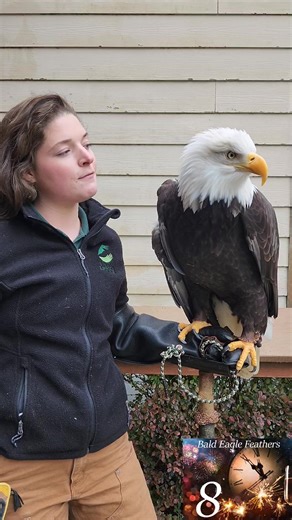 The Alaska Raptor Center is soaring into the New Year with a look back at your top 10 picks of 2024!🦅 8. Did you know Bald Eagles have over 7,000 feathers? When Spirit, a Bald Eagle and Raptor-in-Residence here at the Alaska Raptor Center, molts a feather, it is collected, then sent to the National Bald Eagle Repository in Colorado. From there, the feathers are sent to Native Tribes, or to Centers like our own, to be used for educational purposes. | Alaska Raptor Center