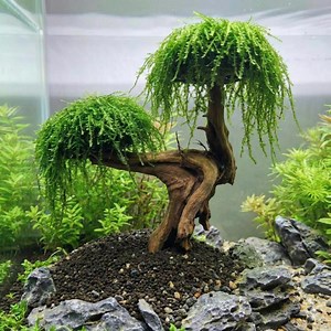 DIY Moss Tree for Aquascape, Drift Wood Bonsai Java Plant Base, Fish Tank Decor - Etsy