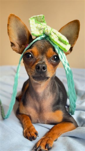 @lili.kiki.pinschers__ on Instagram: "💇‍♀️💇‍♀️💇‍♀️ #pinscher #pinschermini #pinscherlove #pinschertoy #pinschermix"