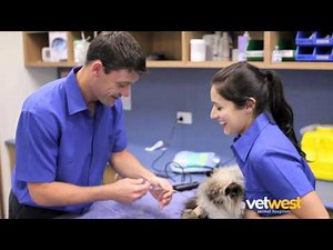 Dental Cleaning - Scale and Polish on Your Pet's Teeth - Vetwest Animal Hospitals