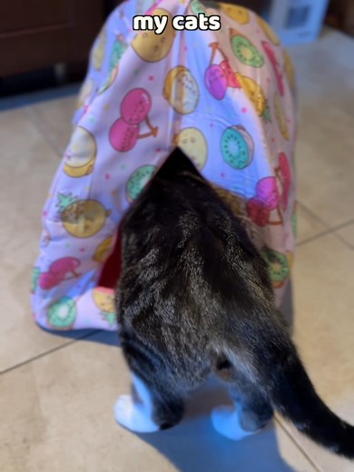 Don’t Buy This Cat subscription box #unbox #review #cats