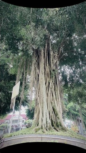 ガジュマルの木 banyan tree #java #jawa