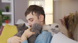 Gray Cat and kittens. The animal lover man loves and owns kittens.