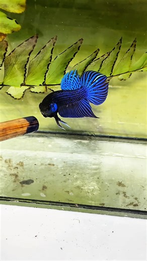 Catching and Show Betta Wild #betta