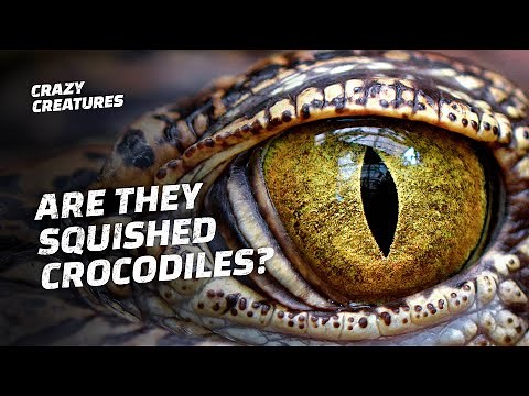 Gharials Are One of the Strangest and Rarest Crocodiles on Earth