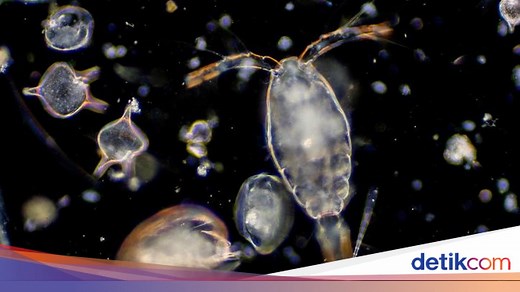 70  Cabang-cabang Ilmu Biologi A-Z dan Pengertiannya