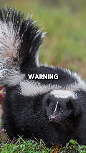 A Skunk’s Spray Is a WARNING, Not a Weapon 🦨⚠️ #animalfacts #nature