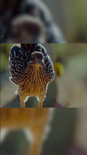 ఈ పక్షిని పట్టుకోవడం అసాధ్యం! 😱 world’s fastest running bird – road runner