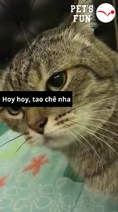 2.1K views · 12 reactions | Petmall on Reels | Facebook