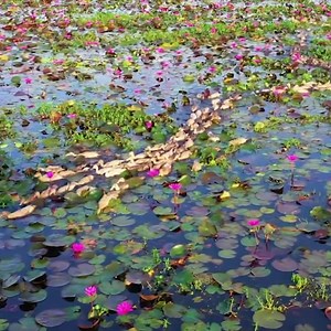 Nature's orchestrated ballet! (Location: Kottayam, Kerala) #Nature #ViralVideo | Dhanraj Nathwani