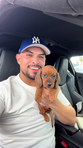 #puppies #dachshundsoftiktok #dachshundpuppy | Dachshunds Of TikTok