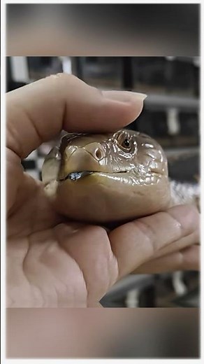 Meet My Smiling Snake! 🐍💖 (Why He's the Friendliest Reptile)