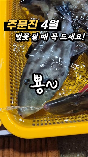 물총쏘는 물고기? 주문진 수산시장(좌판풍물) 활어 추천