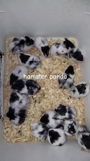#hamster #cibinong #panda