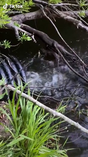 @kickintheirbasstv this how you catch a bass in 60 secs 🥱