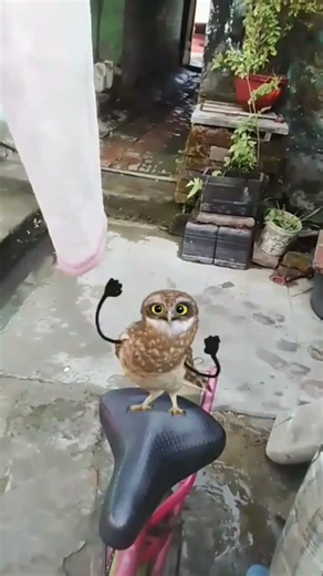 Ayush shaw pro gamer#owl dance