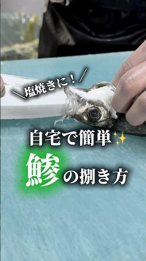 塩焼きに！【自宅で簡単鯵の捌き方】 #海産物 #魚の町の漁業 #愛媛グルメ #fishing #魚惣菜 #釣り #魚市場 #伝授 #あじ #アジ #職人 #簡単 #さばき方 #自宅でできる #塩焼き