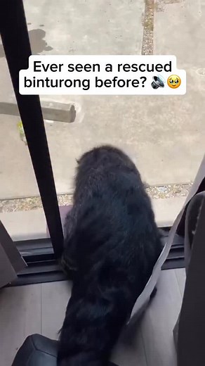 21K views · 368 reactions | The binturong, often called the bearcat,...