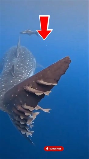 Gentle Giant of the Blue: Swimming with the Whale Shark #short #sea #whaleshark