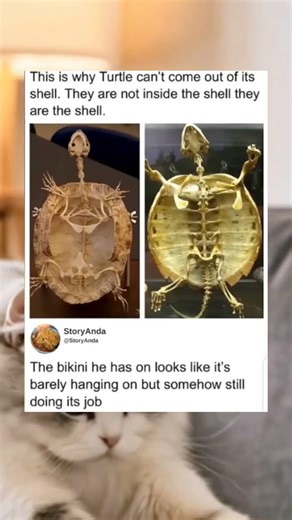 This is why a turtle cannot leave its shell