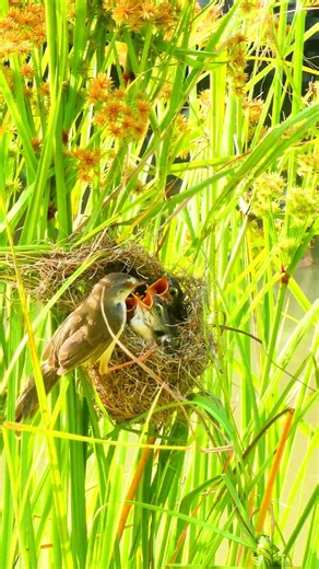 Mother Bird Feed Beautiful Baby In Nest 10037#bird #birdfeeding #birdwatching
