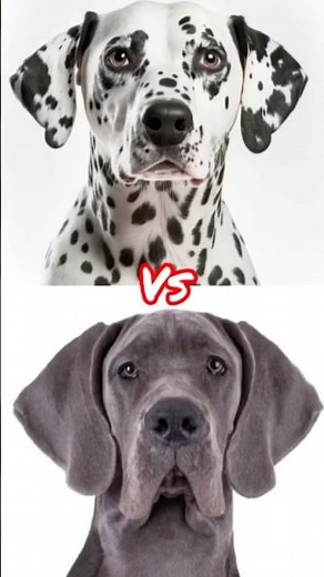 Dalmatian vs Great Dane vs Irish wolfhound vs Tibetan mastiff vs Caucasian shepherd #ytshorts