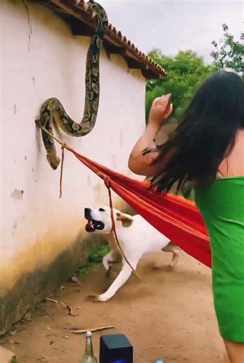 Brave Dog Protect his Owner from Giant Python #wildanimals #wildlife