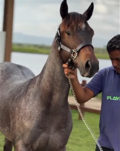 MÁQUINA DE POTRO IRÁ PRÓ LEILÃO HARAS WS#mangabinha
