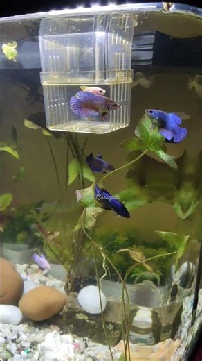 yenno yenno varnala betta fish