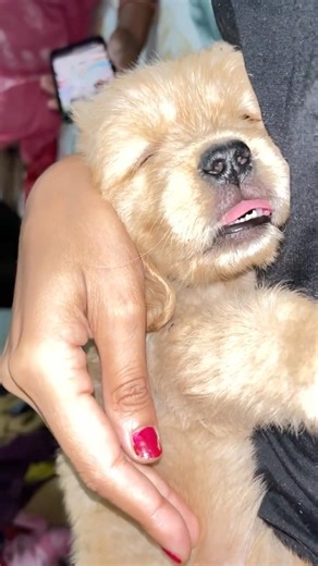 Day 18 jimmy #puppies #puppy #goldenretreiver #newpuppy #dog #dogshorts #dogs #doglife #bestpuppy