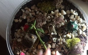 【asmr spring】家里的各式物品触发  助眠