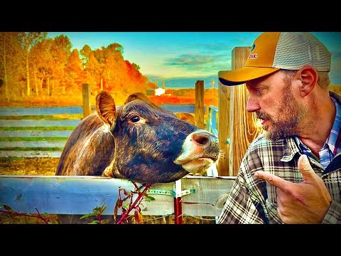 BEEF! Homestead’s BEST!🥩