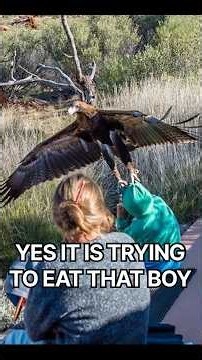 Australian Eagles are built DIFFERENT