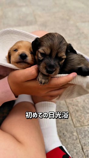⭐️White Angel Kennel⭐️ | くるりん...ぱ！👐 お姉ちゃんのキャップ🧢に すっぽりフィットのbabyちゃん🐶🐾 ひぃちゃんbaby、生後20日目の５兄弟🐣✨ おめめが開いて見えるようになり よく動くようになりました😊❣️ 開きたておめめでまだまだネムネムおめめだけど、... | Instagram