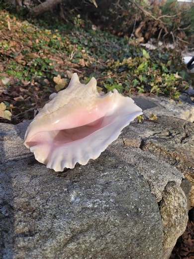 Large Pink Conch Shell Natural Ocean Seashell Beach Decor Coastal Home Decor Statement Shell