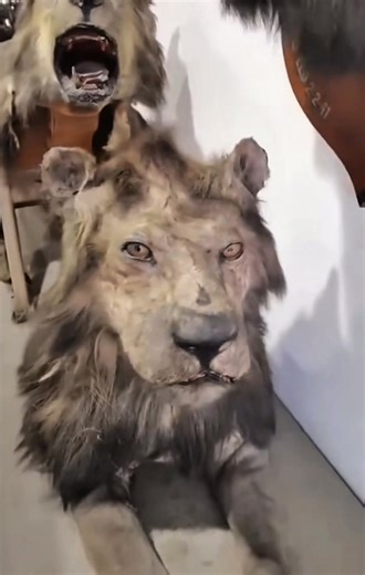 The boy in the lion #scary #creepypasta #truescaryfacts