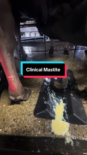 Understanding Clinical Mastitis in Dairy Cows
