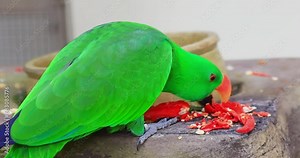 Bright green Macaw parrot eating red hot pepper