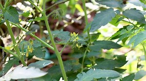 Tomato flowers and leaves close up footage inside of an agricultural farm